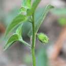 Image of Physalis gracilis Miers