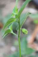 Image de Physalis gracilis Miers