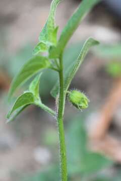 Physalis gracilis Miers resmi