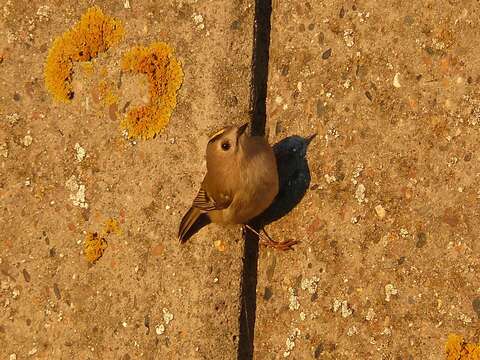 Image of Goldcrest