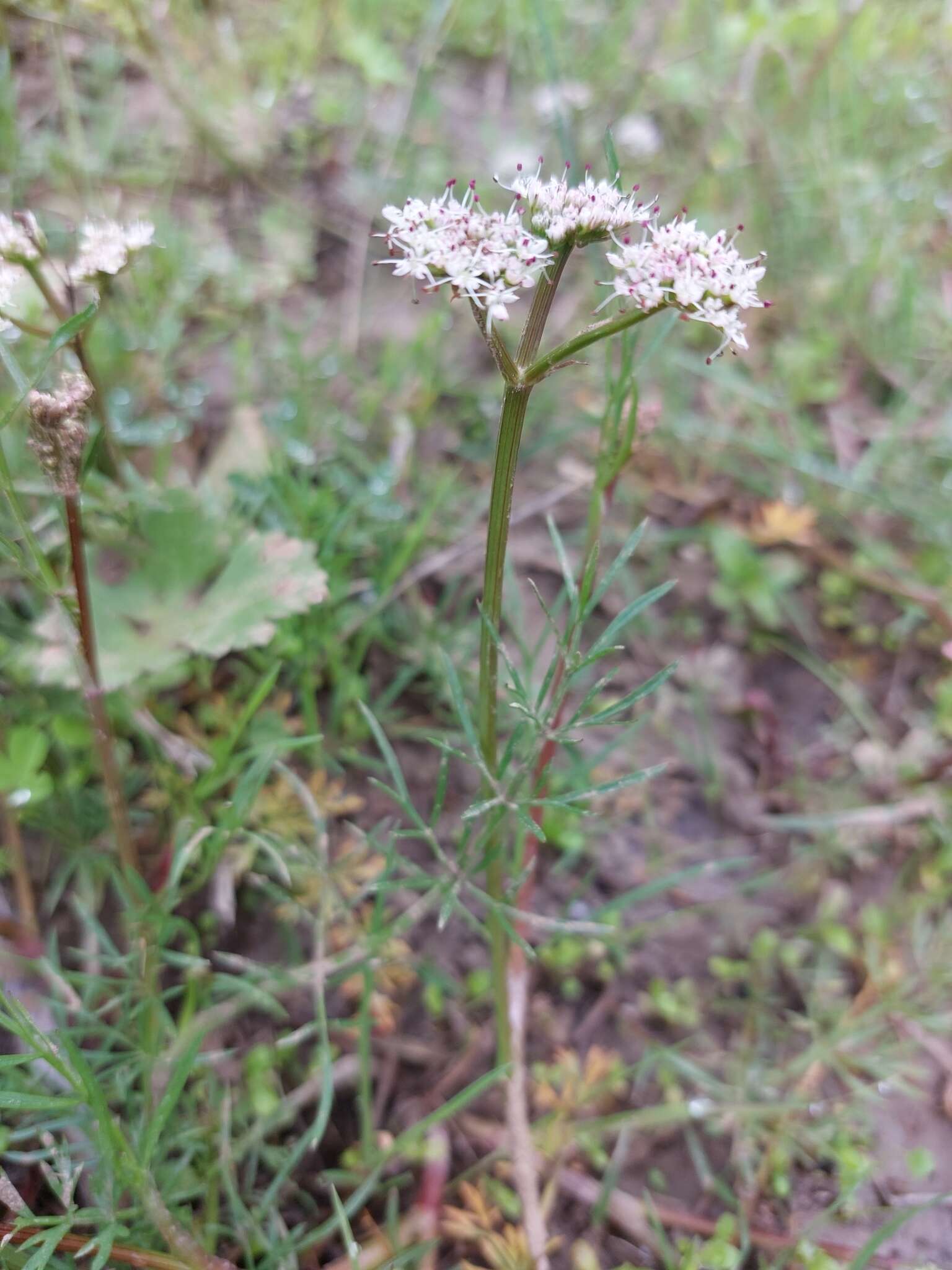 Oenanthe globulosa L.的圖片