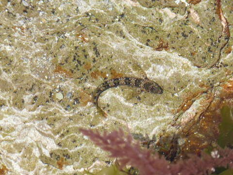 Image of Coryphoblennius