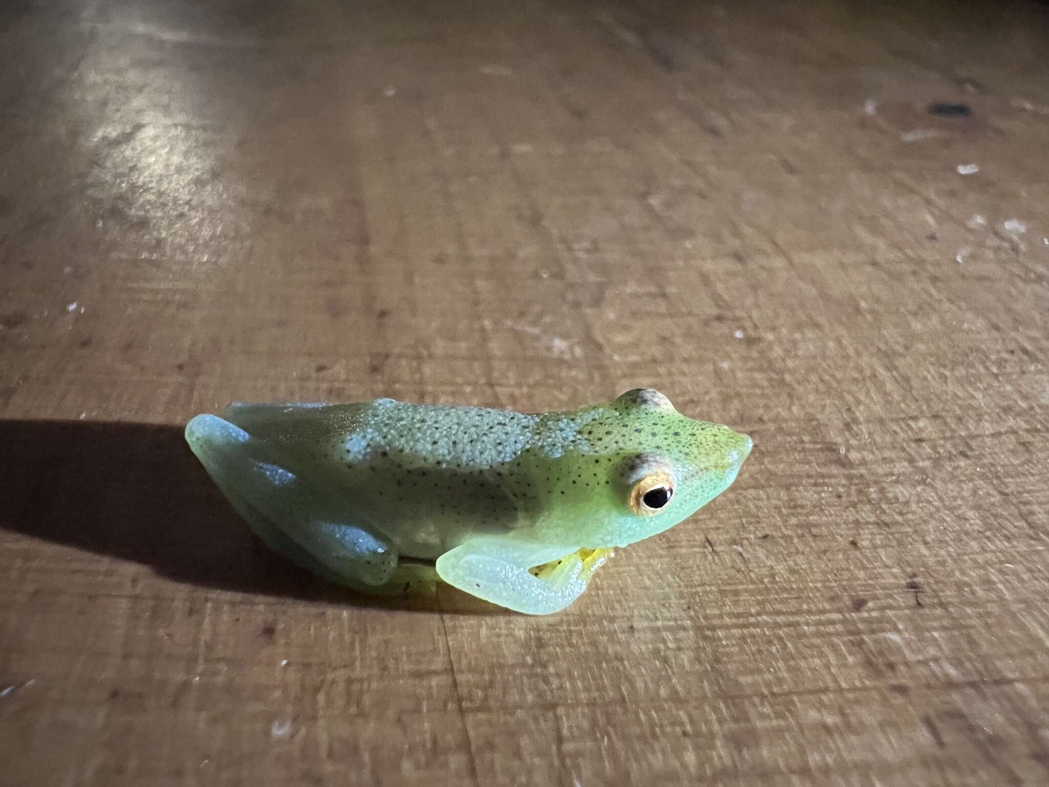 Image of Longnose Reed Frog
