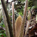 Image of Ceratozamia fuscoviridis W. Bull