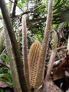 Image of Ceratozamia fuscoviridis W. Bull