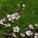 Image of Cotoneaster suecicus G. Klotz