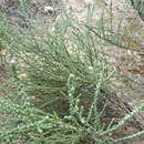 Image of woolly daisy-bush