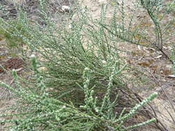 Olearia lanuginosa (J. H. Willis) N. A. Wakefield resmi