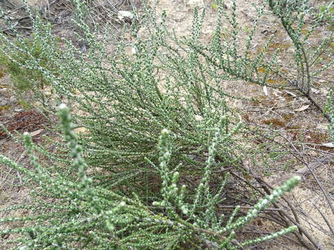 Olearia lanuginosa (J. H. Willis) N. A. Wakefield resmi