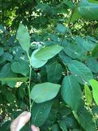 Image of Allegheny Serviceberry