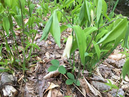 Image of sessileleaf bellwort