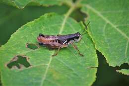 Image of Melanoplus islandicus Blatchley 1898