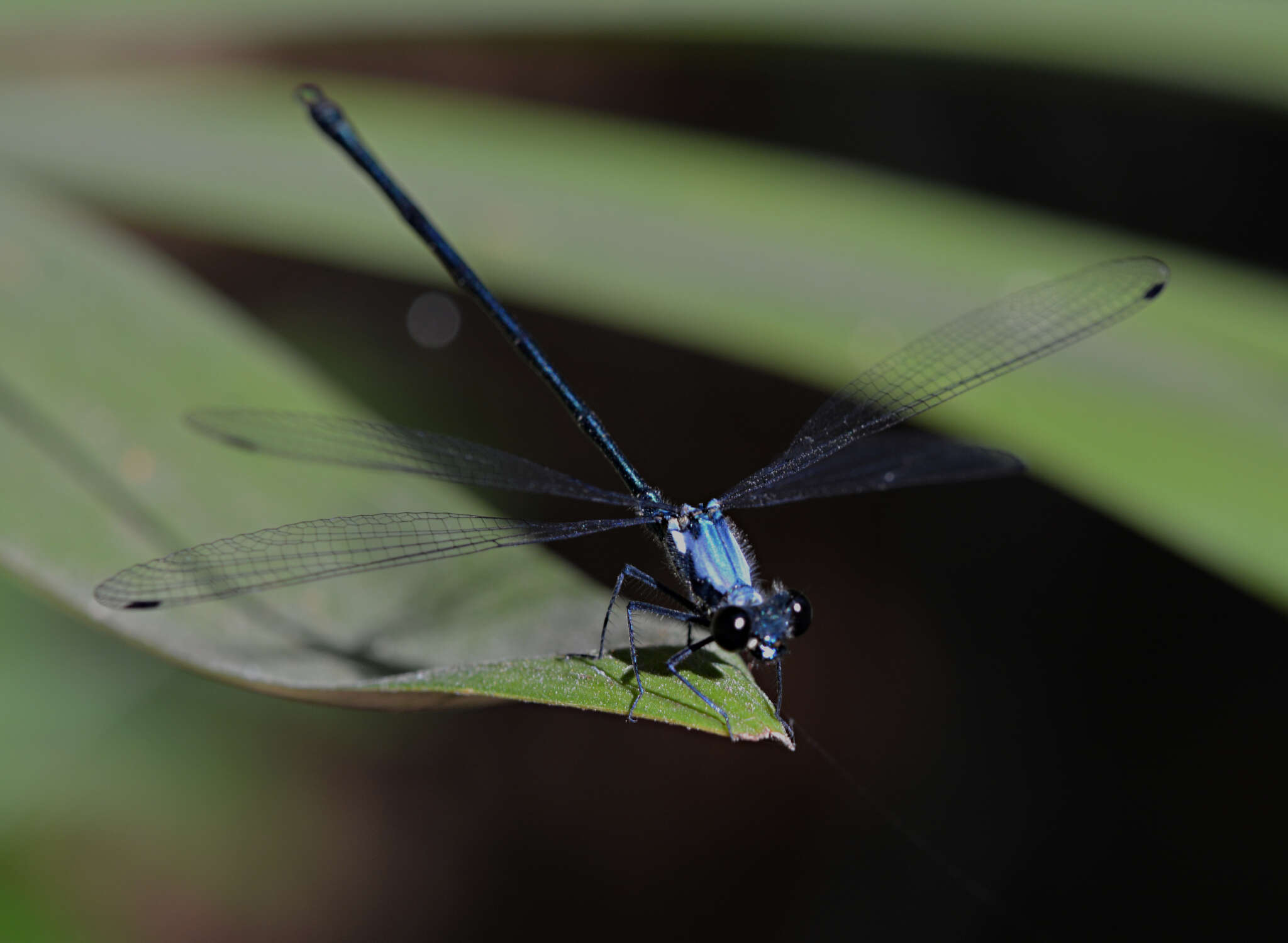 Image of azure flatwing