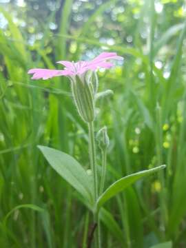 Image of Hooker's silene