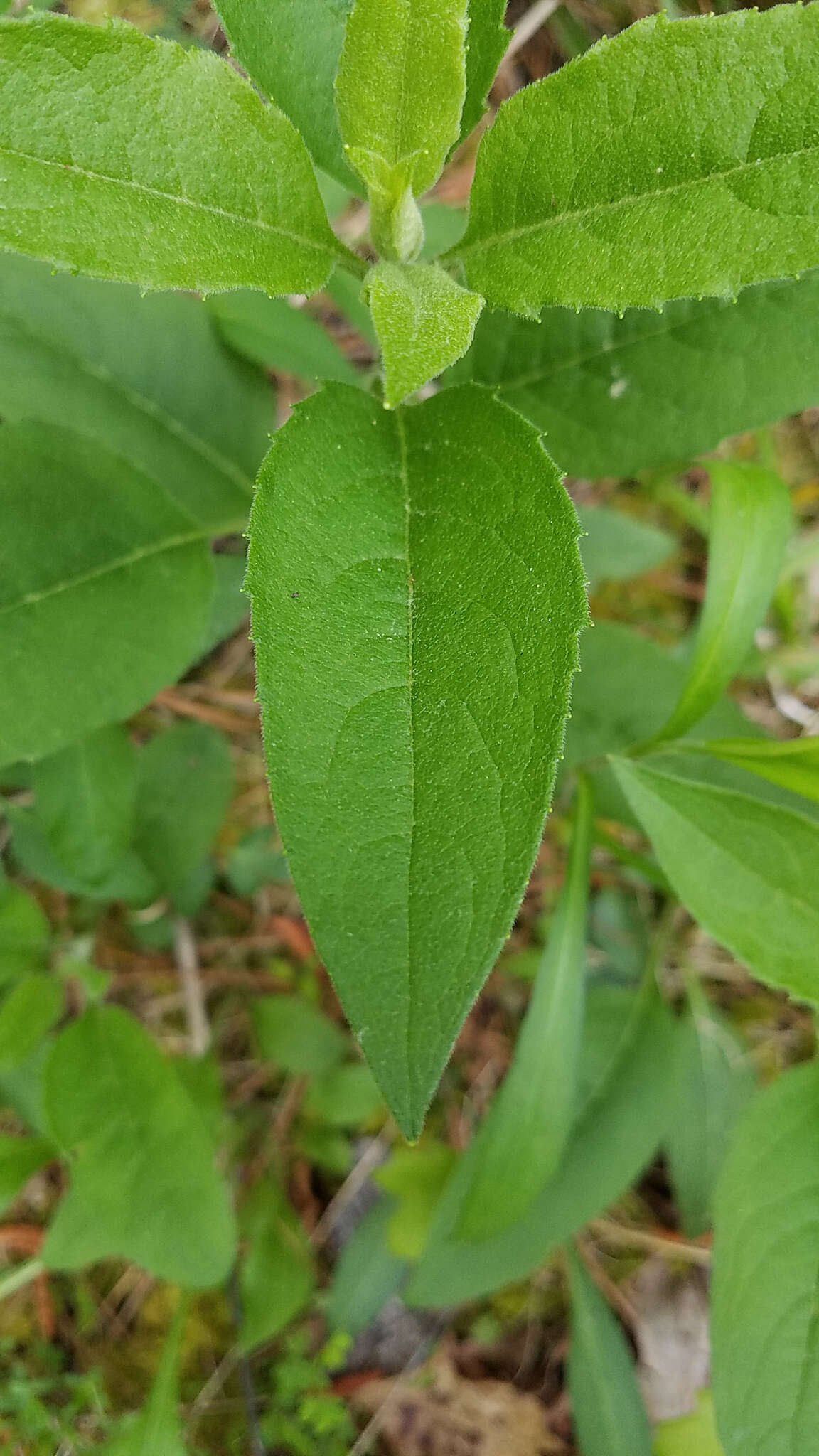 Image de Silphium asteriscus L.