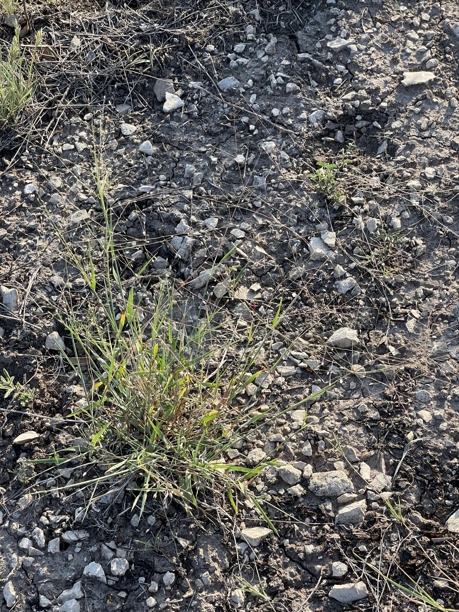 Image of Carolina crabgrass