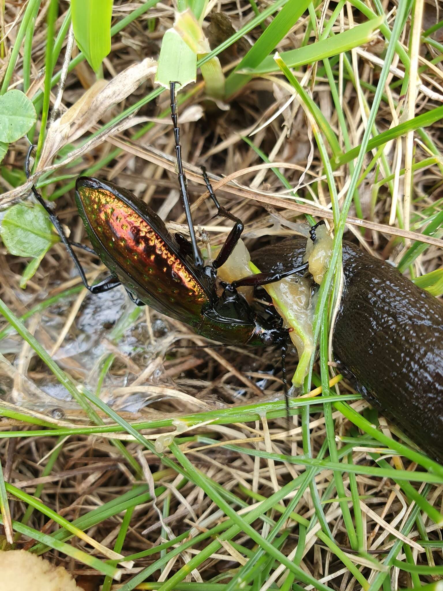 Image of Carabus (Chrysocarabus) rutilans Dejean 1826