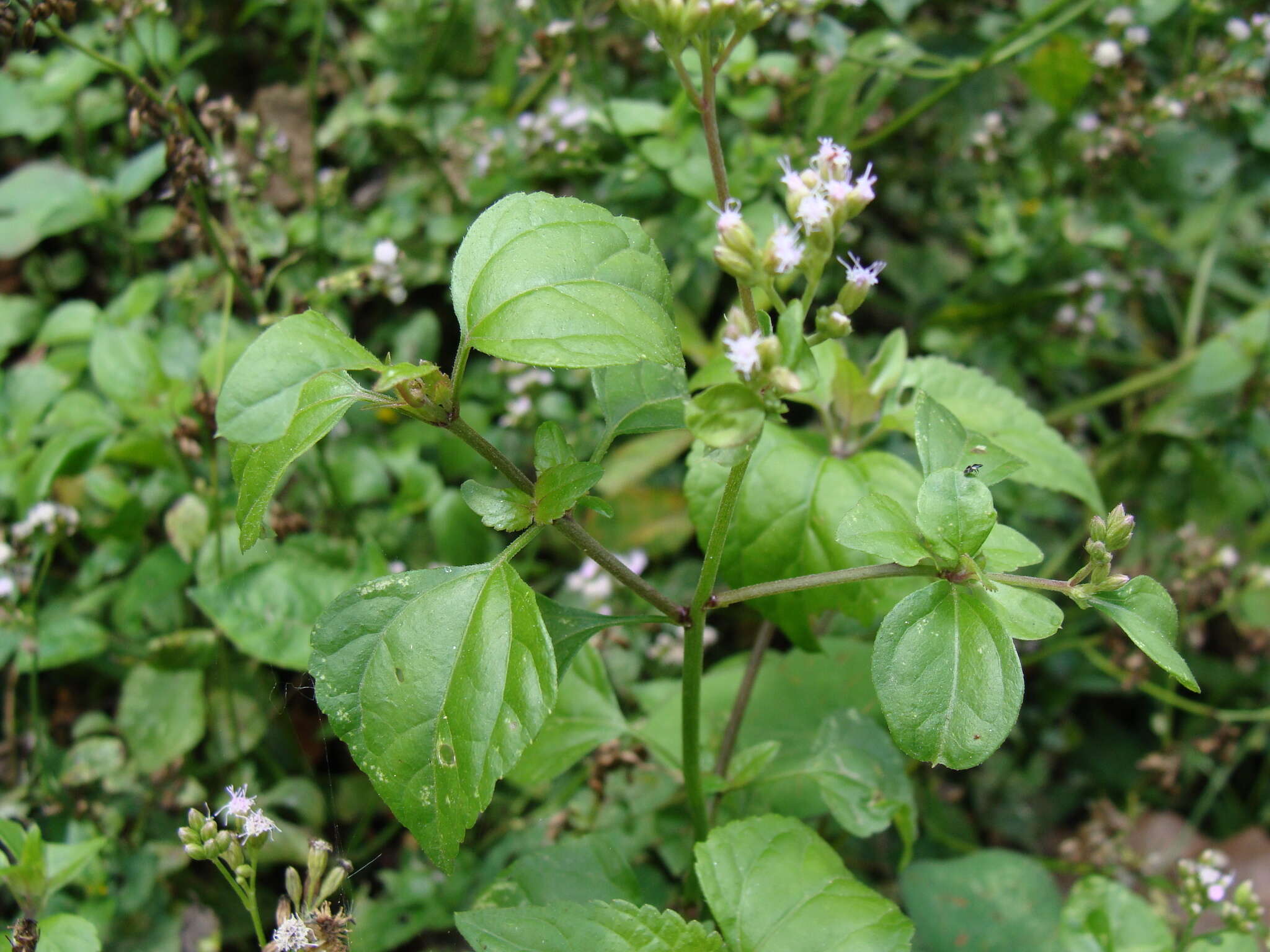 Fleischmannia matudae R. King & H. Rob. resmi