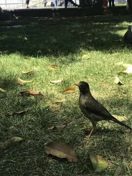 Imagem de Turdus falcklandii magellanicus King & PP 1831