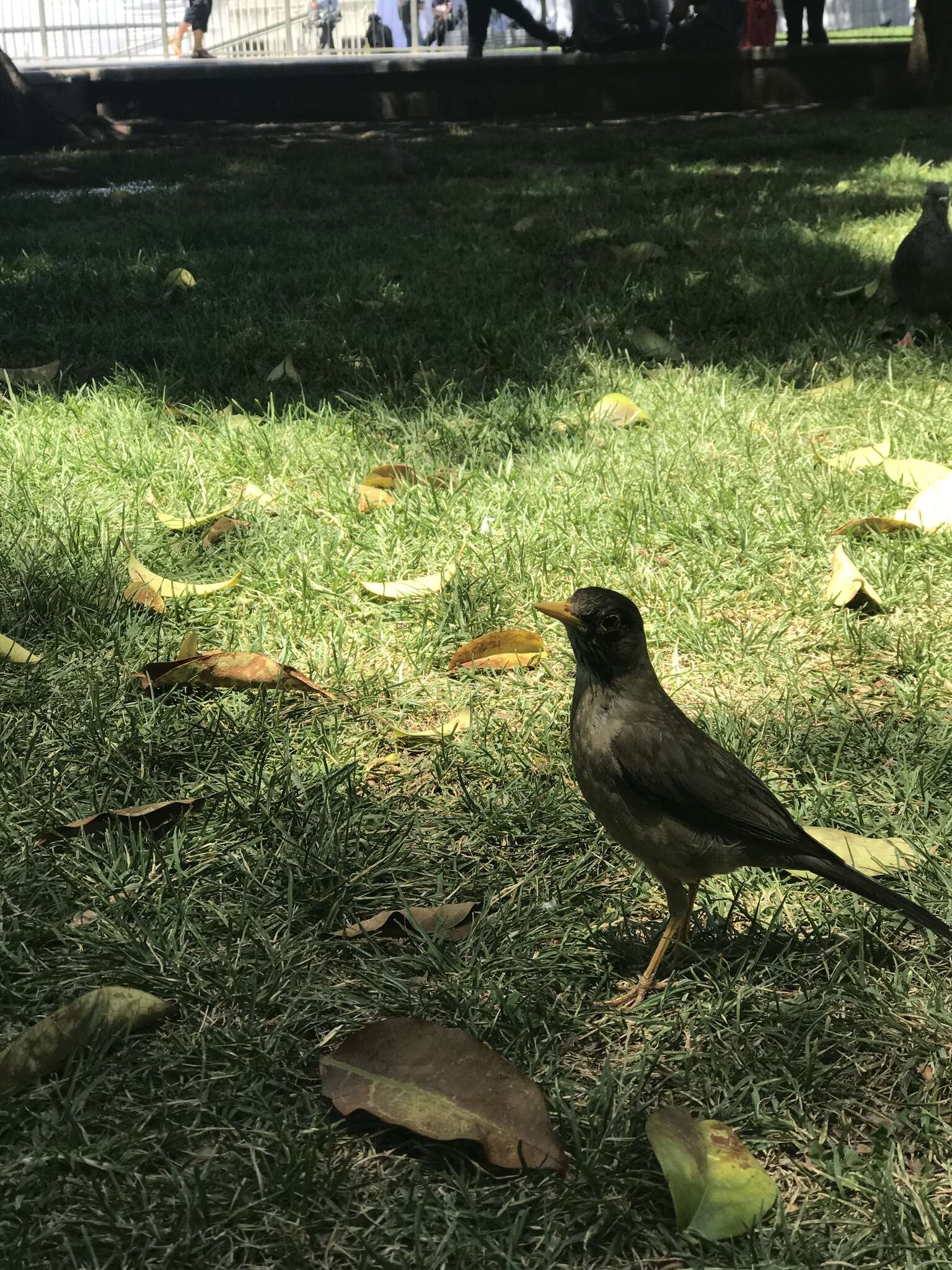 Image de Turdus falcklandii magellanicus King & PP 1831