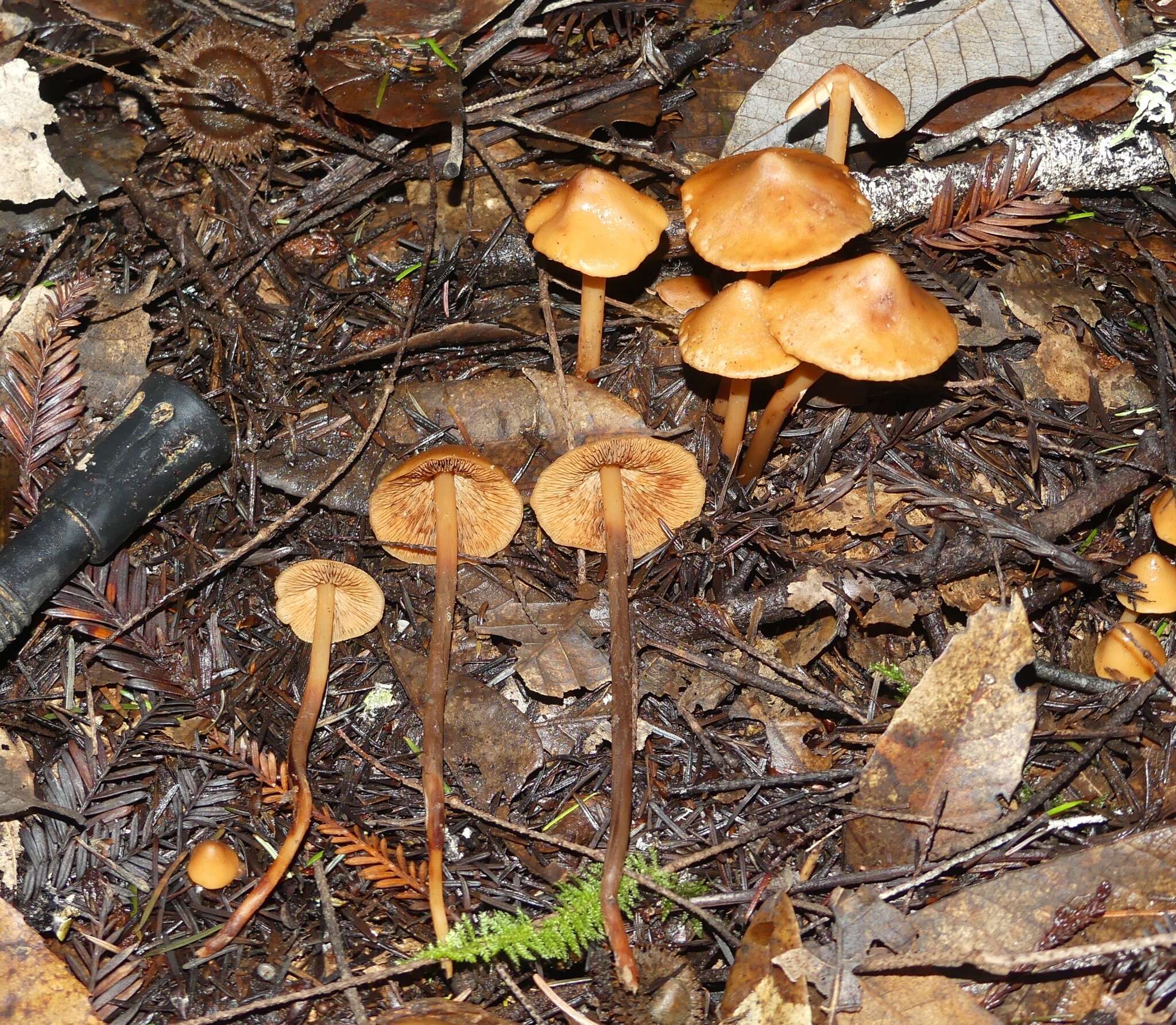 Image of Phaeocollybia attenuata (A. H. Sm.) Singer 1951