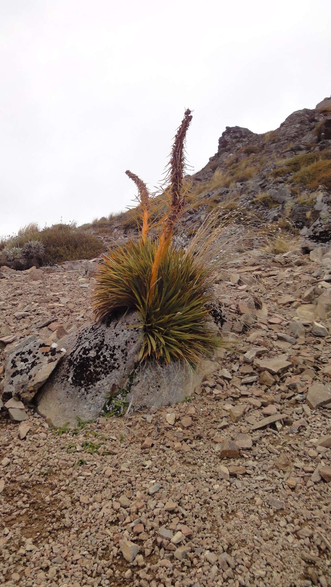 Image of Aciphylla aurea W. R. B. Oliv.