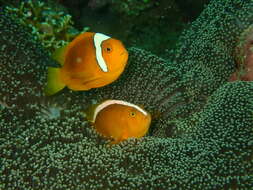 Image of White-bonnet anemonefish