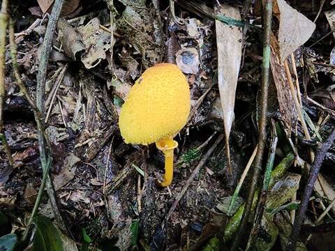 Слика од Leucocoprinus brunneoluteus Capelari & Gimenes 2004