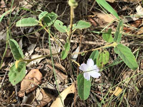 Image of Hill hibiscus