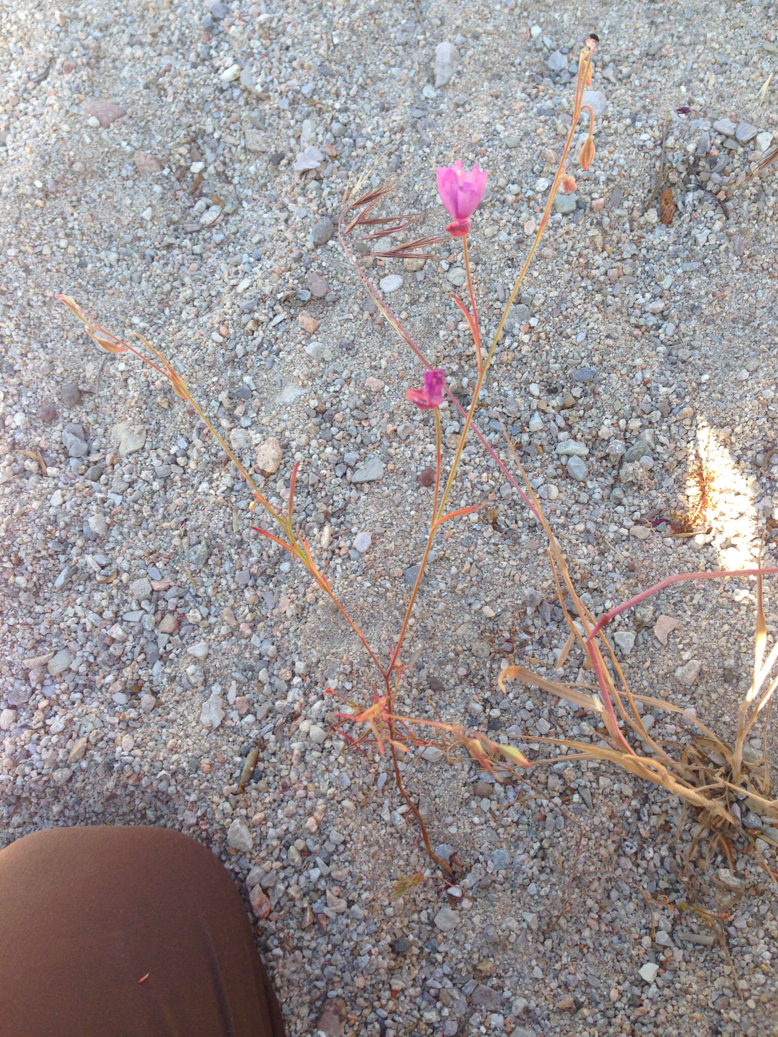 Plancia ëd Clarkia cylindrica subsp. cylindrica