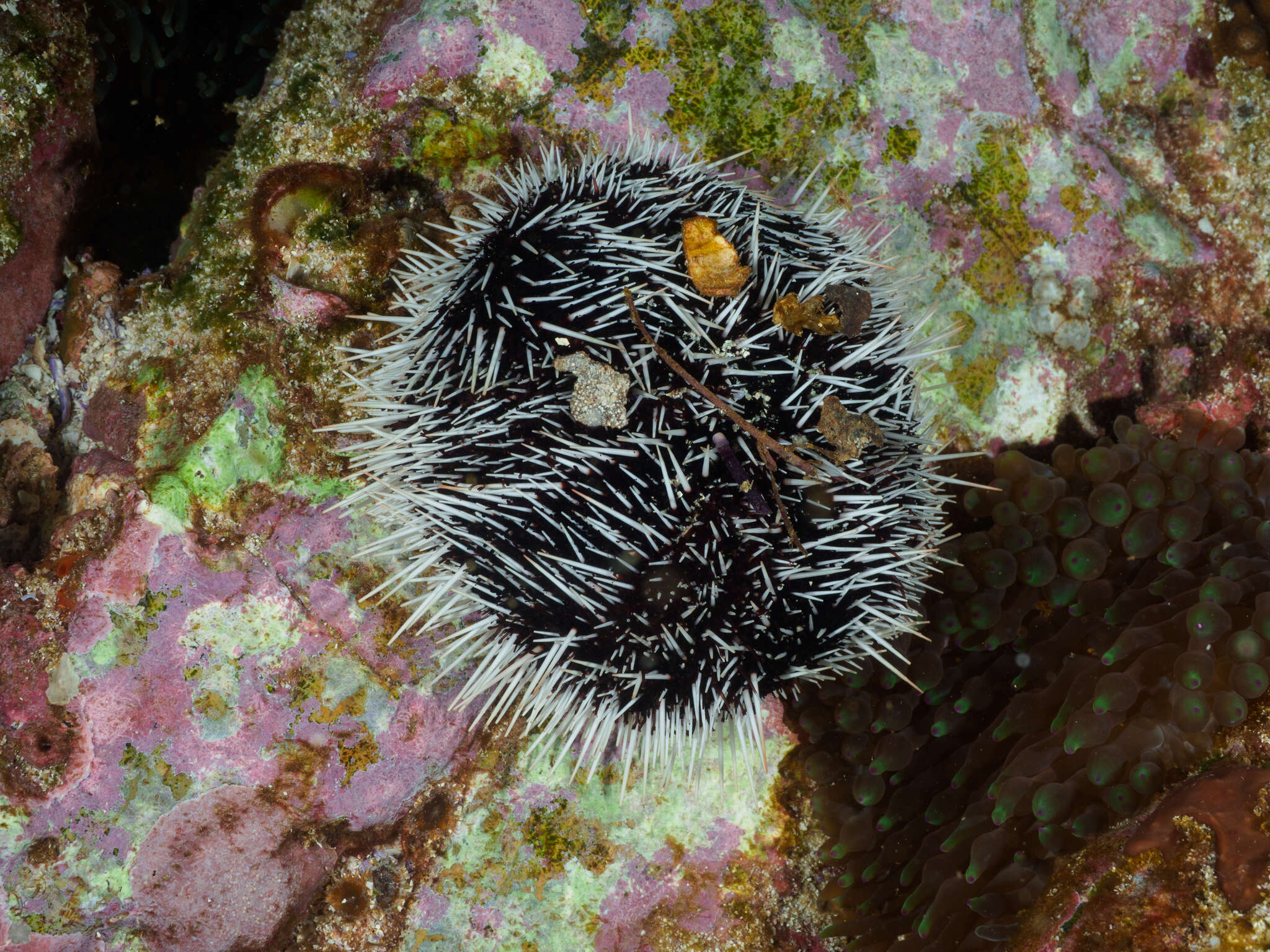 Image of Lamington urchin