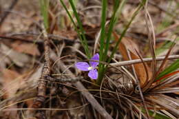 Image of Patersonia glabrata R. Br.