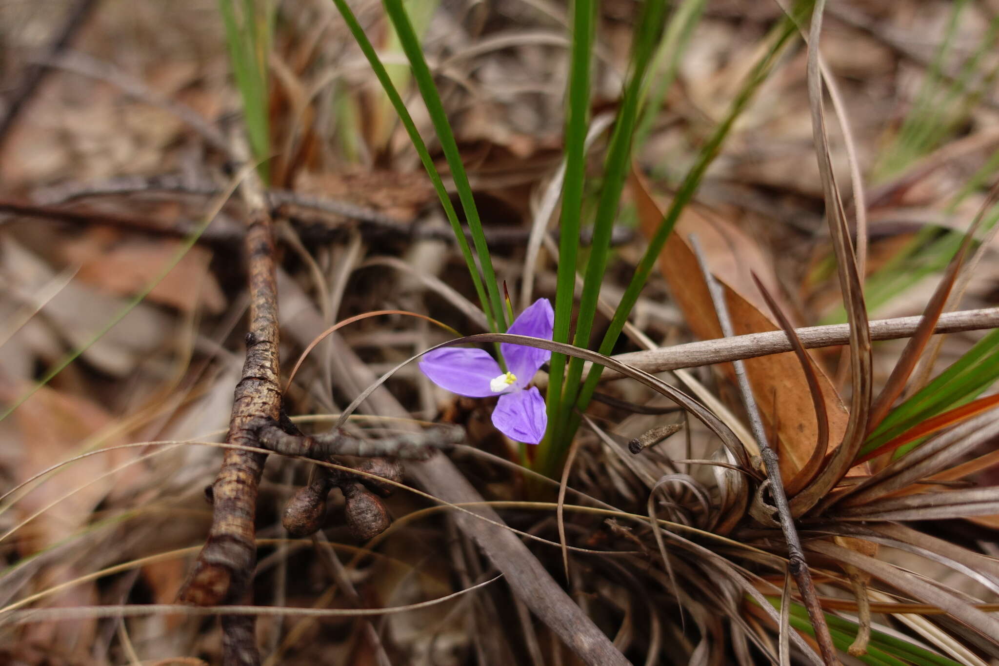 Image of Patersonia glabrata R. Br.