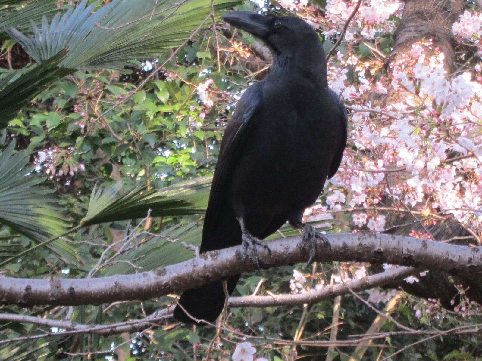 Image of Large-billed Crow