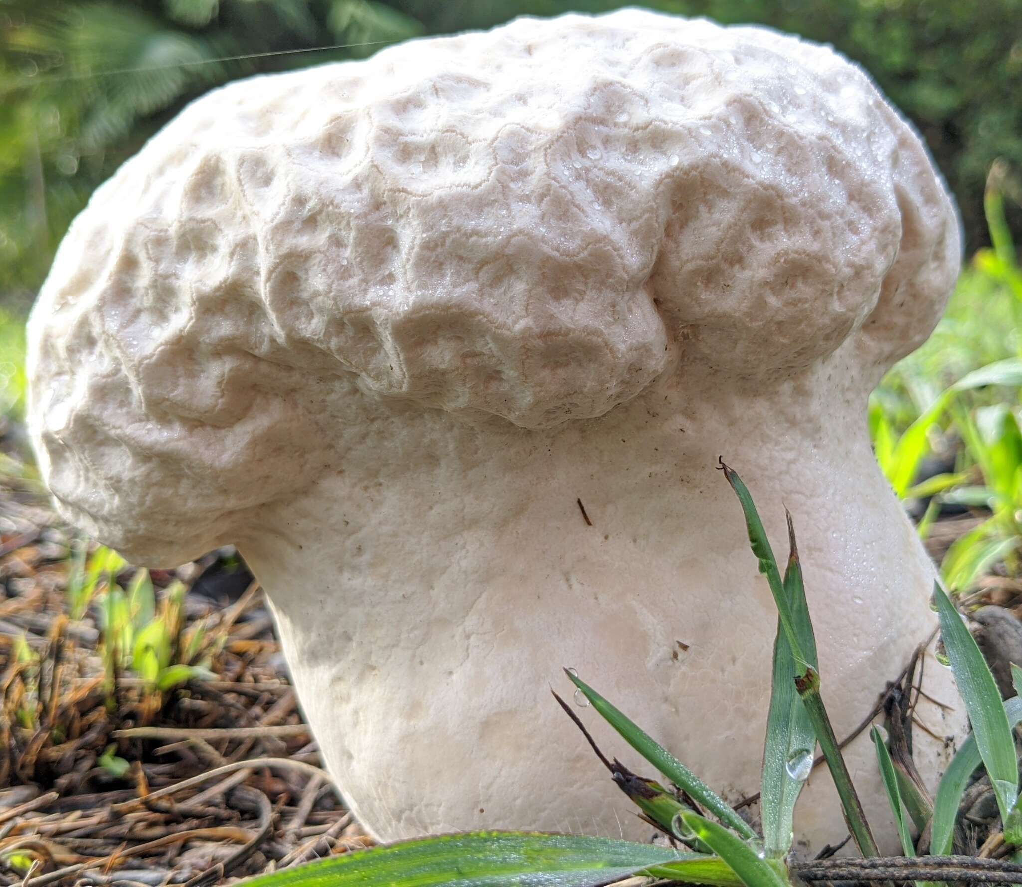 Imagem de Calvatia lilacina (Mont. & Berk.) Henn. 1904