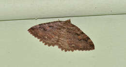 Image of Tissue Moth