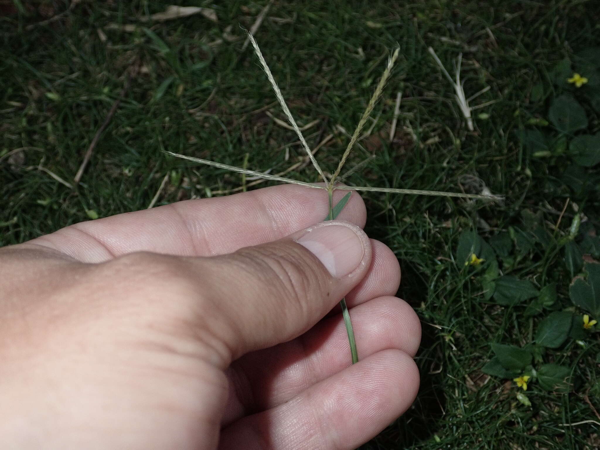 Image of spreading windmill grass