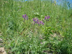 Image of Oxytropis baschkiriensis