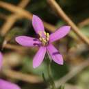 Zeltnera nevadensis (C. R. Broome) G. Mansion resmi