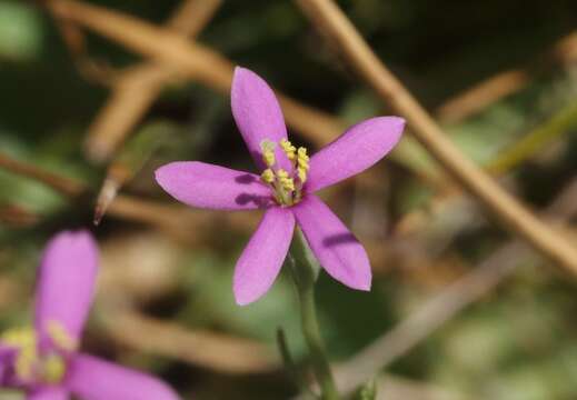 Zeltnera nevadensis (C. R. Broome) G. Mansion resmi