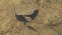 Image of Caribbean Puffer