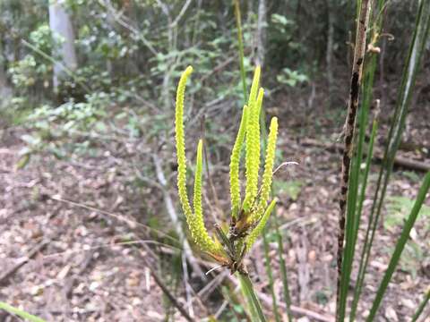 Image de Gymnostachys