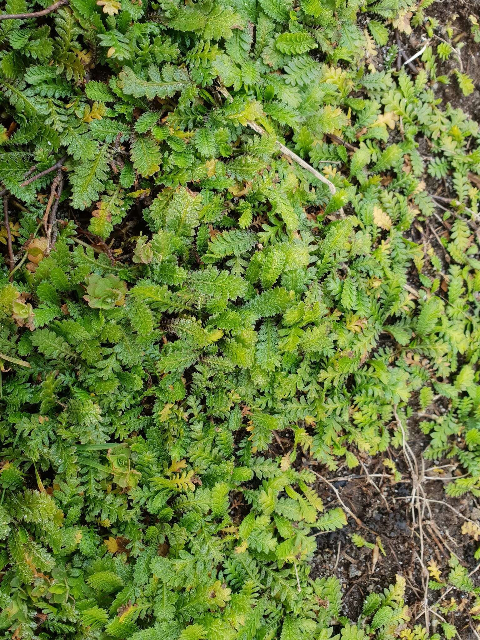 صورة Leptinella squalida subsp. mediana (D. Lloyd) D. G. Lloyd & C. J. Webb