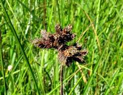 Image of Fuirena pubescens var. pubescens