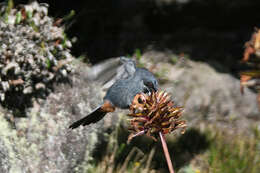 Image of Greater Flower-piercer