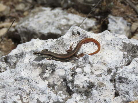 Image of Woodland Morethia Skink