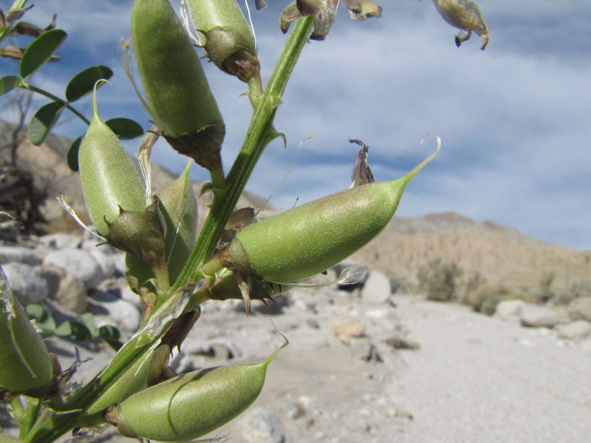 Image of Salton milkvetch