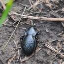 Carabus hungaricus cribellatus M. Adams 1812的圖片