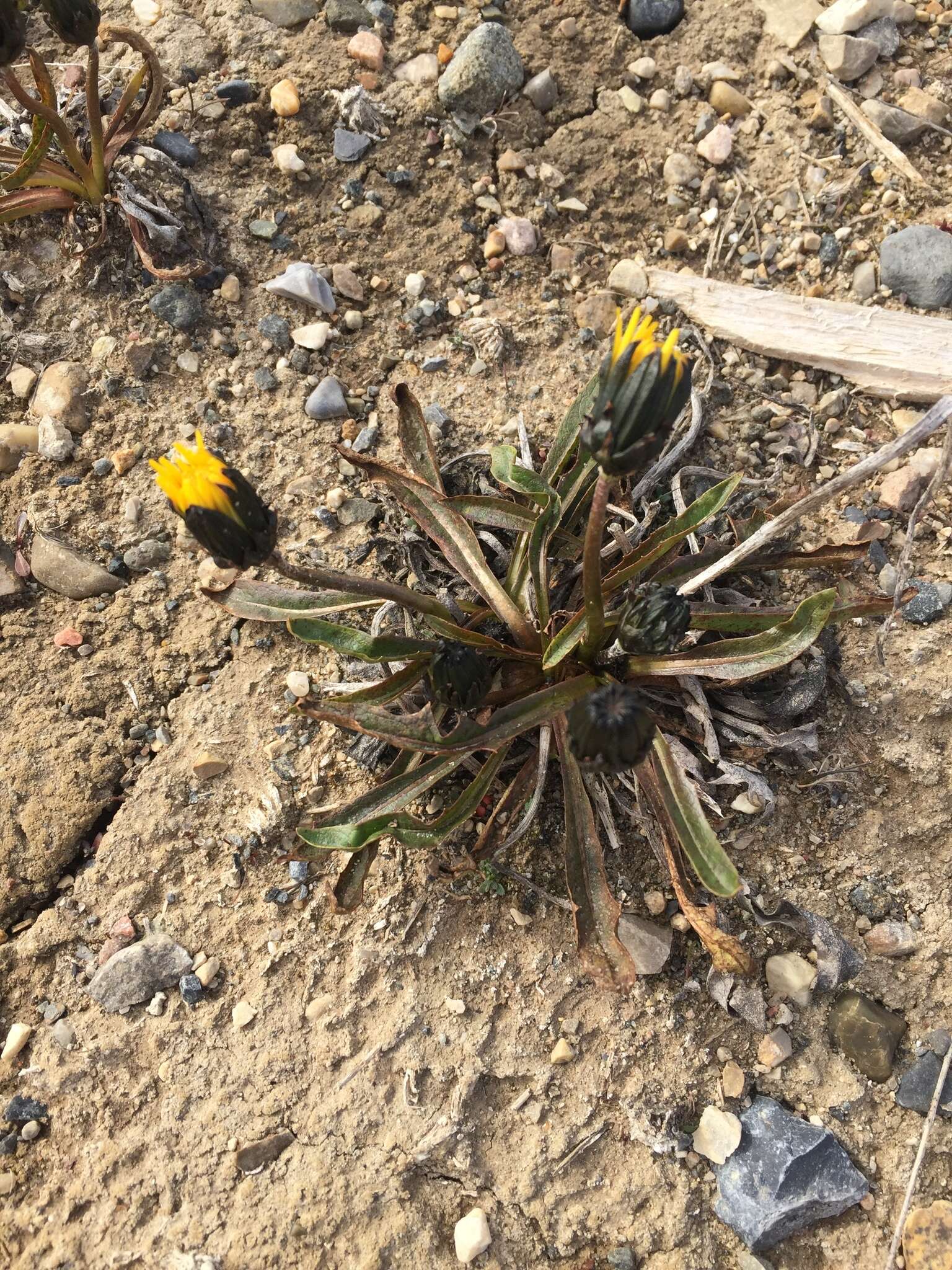 Plancia ëd Taraxacum phymatocarpum J. Vahl