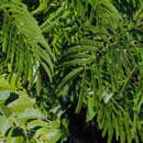 Image of Senegalia recurva (Benth.) Seigler & Ebinger